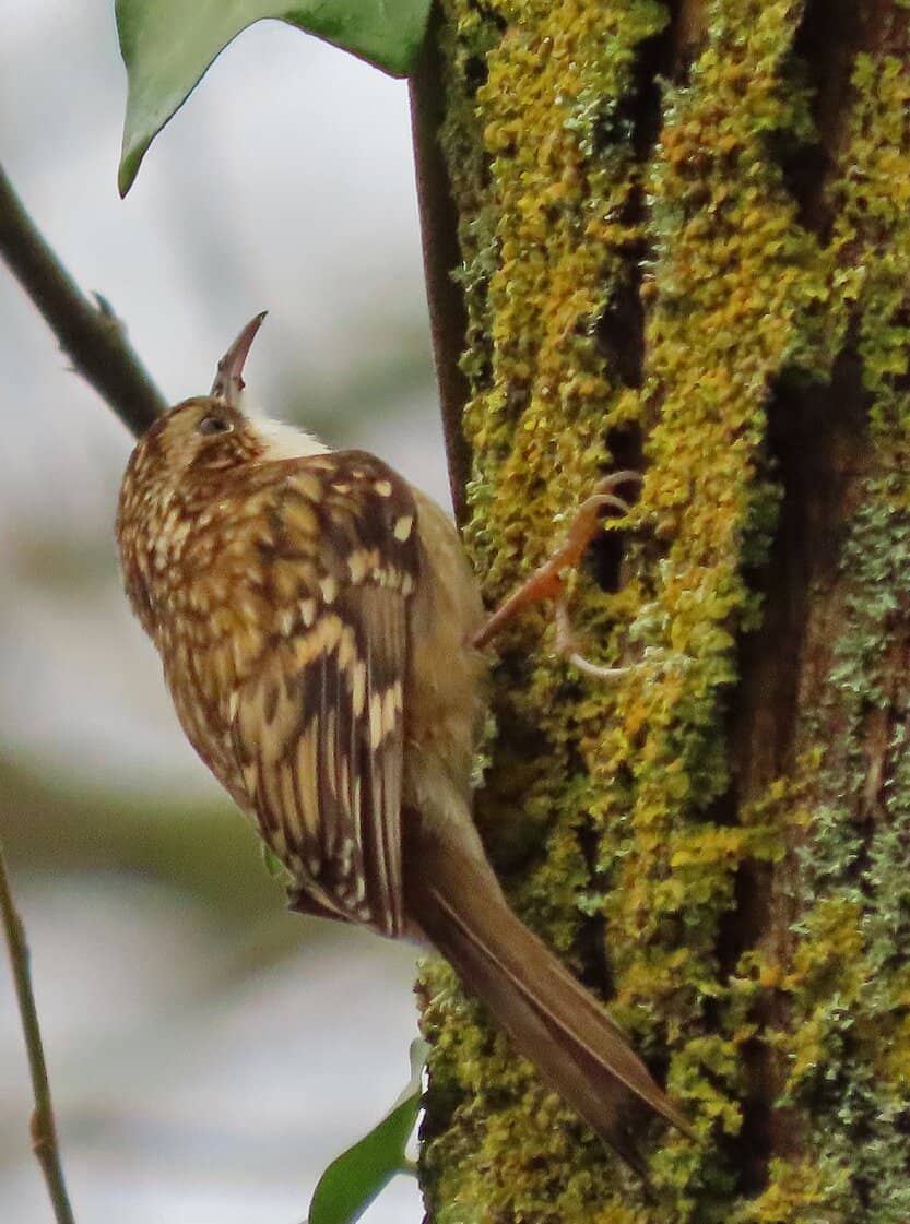 Central Fountain Area