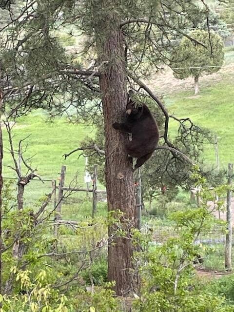 Mountain Lion Encounter
