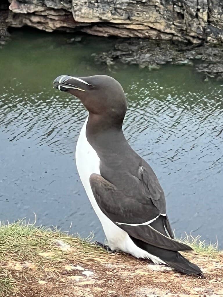 Panoramic Hebridean Views