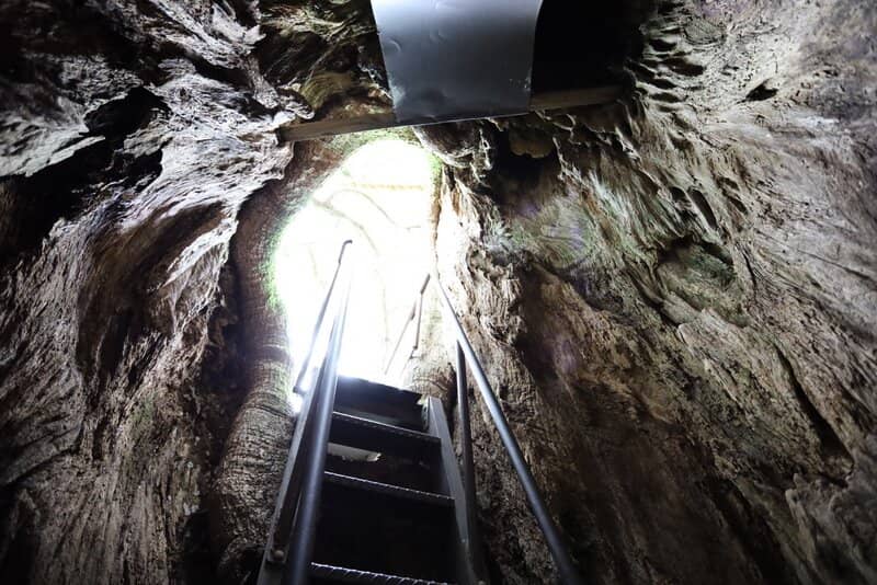 Three-Storied Pagoda