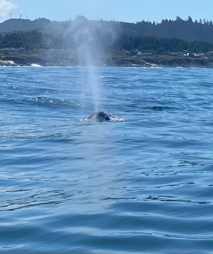 Whale Watching Charter Boats