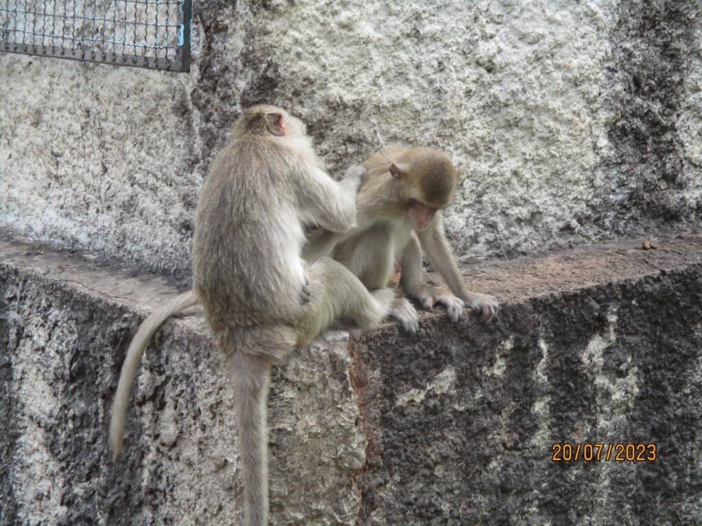 Monkey Sanctuary Area