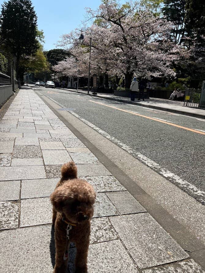 Panoramic Yokohama Views