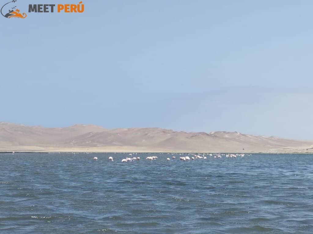Boat Tours to Ballestas Islands