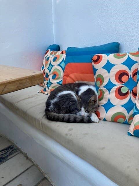 Beginner-Friendly Environment