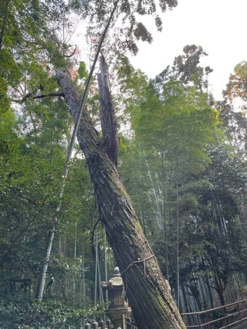 Iwashimizu Hachiman-gu Shrine