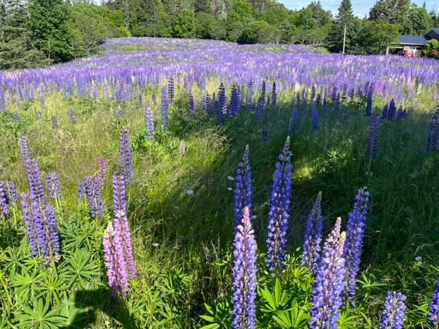 Head Harbour Lighthouse