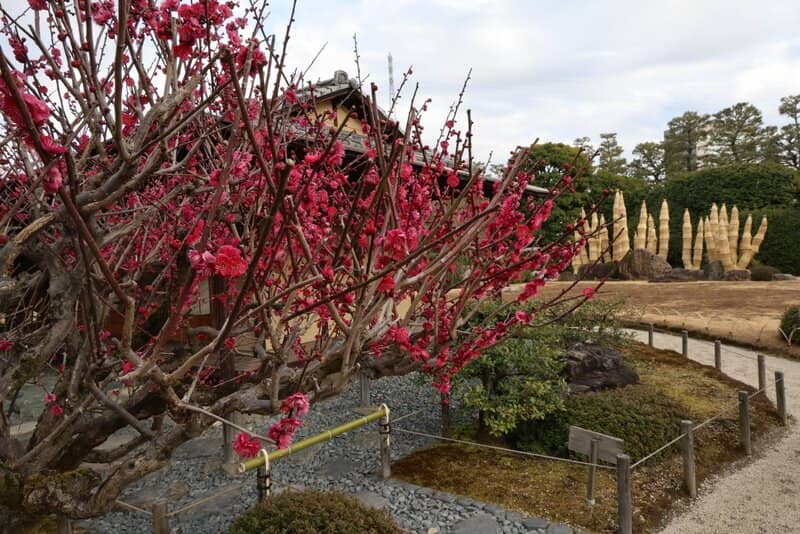 Camellias and Moss Gardens