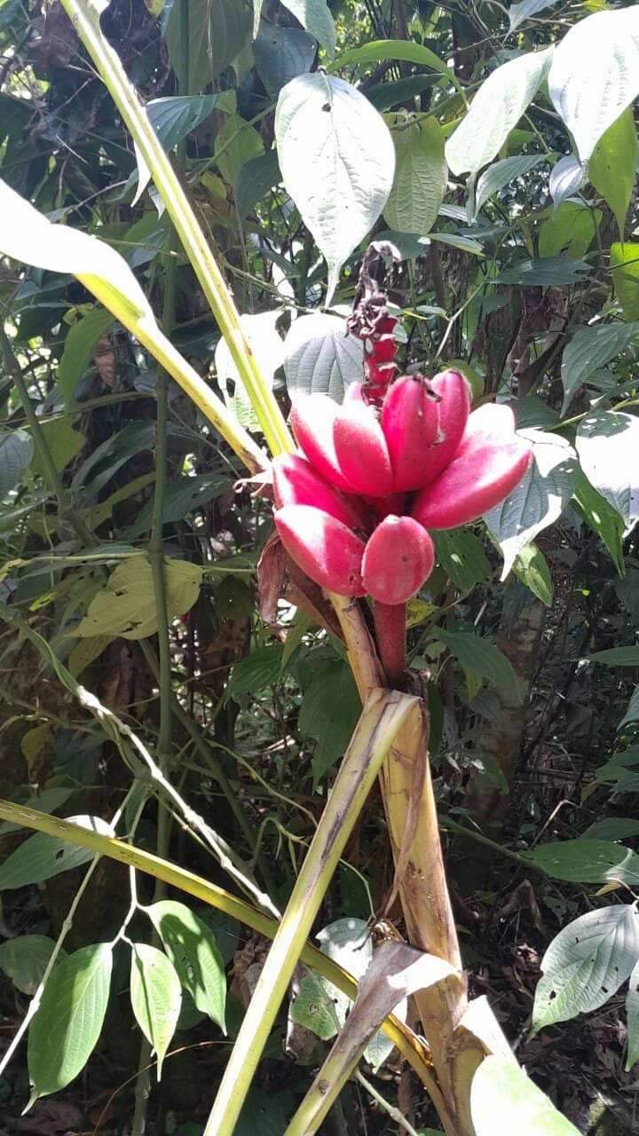 Diverse Flora and Fauna