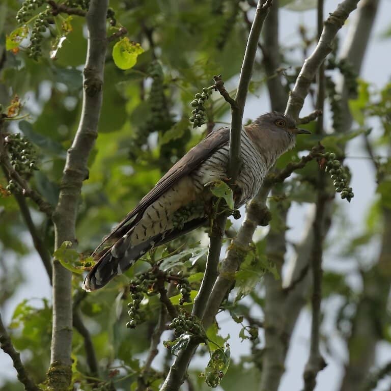 Bittern Encounters