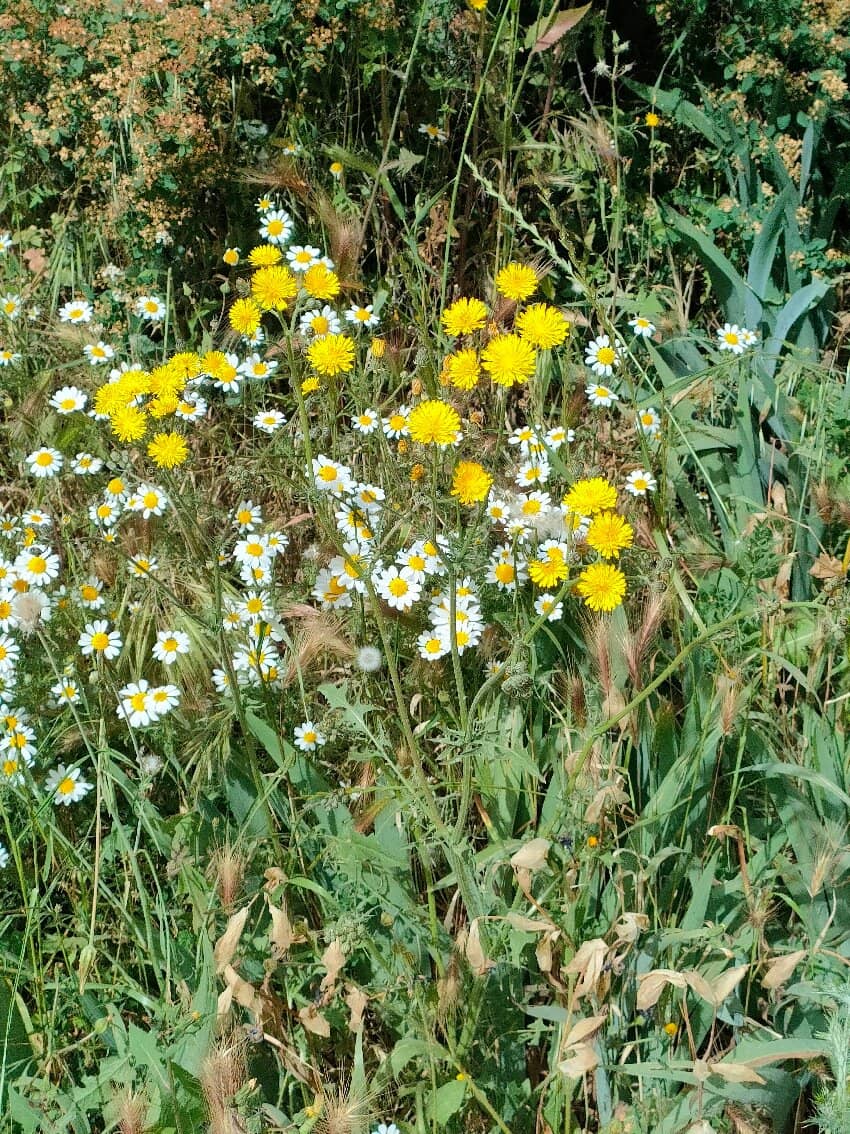 Outdoor Fitness Zones