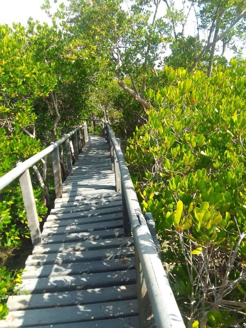 Mangrove Ecosystem