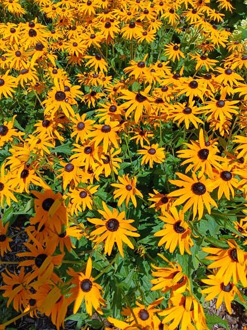 Diverse Art Collections