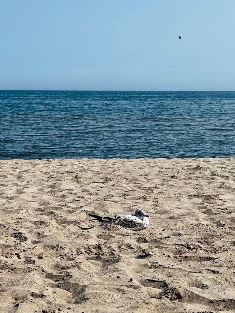 Martin Goodman Trail