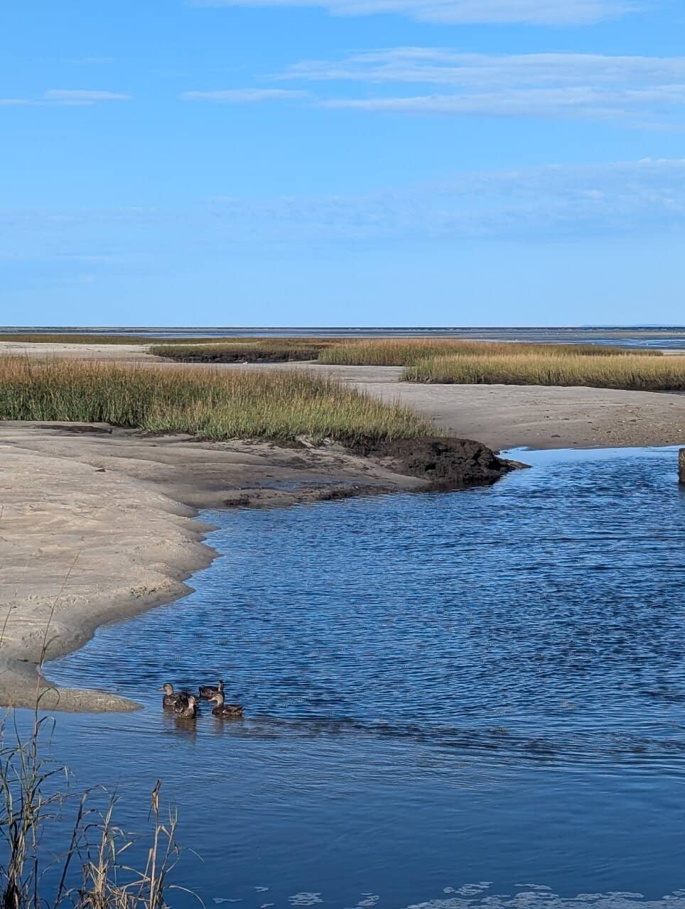 Family-Friendly Swimming