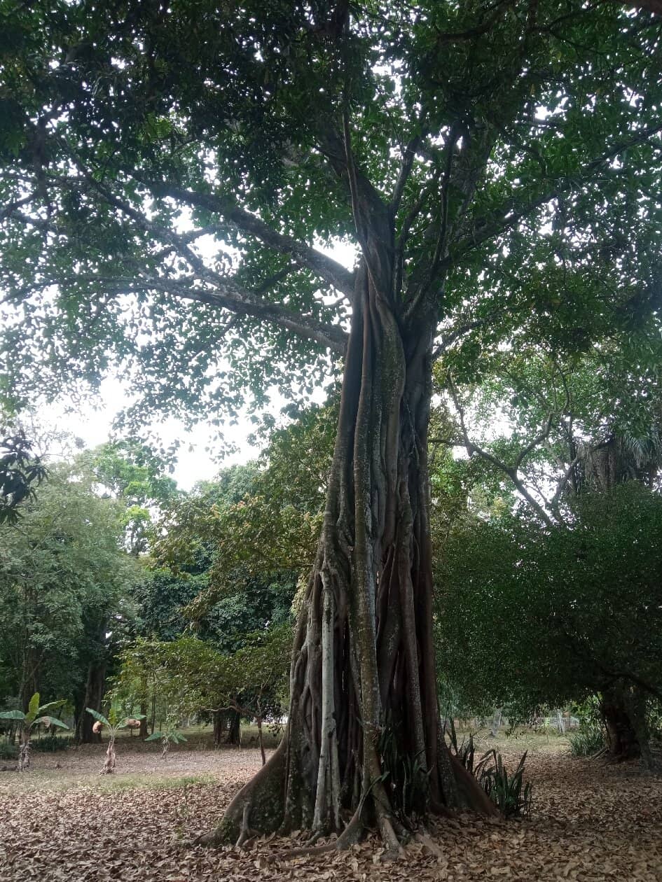 Organic Garden Workshops