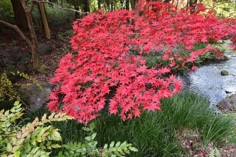 Traditional Landscaping