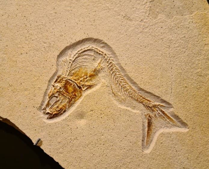 Wax Fruit Collection