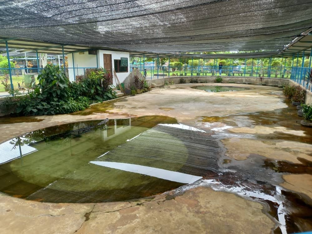 Gentle Giants: Elephants