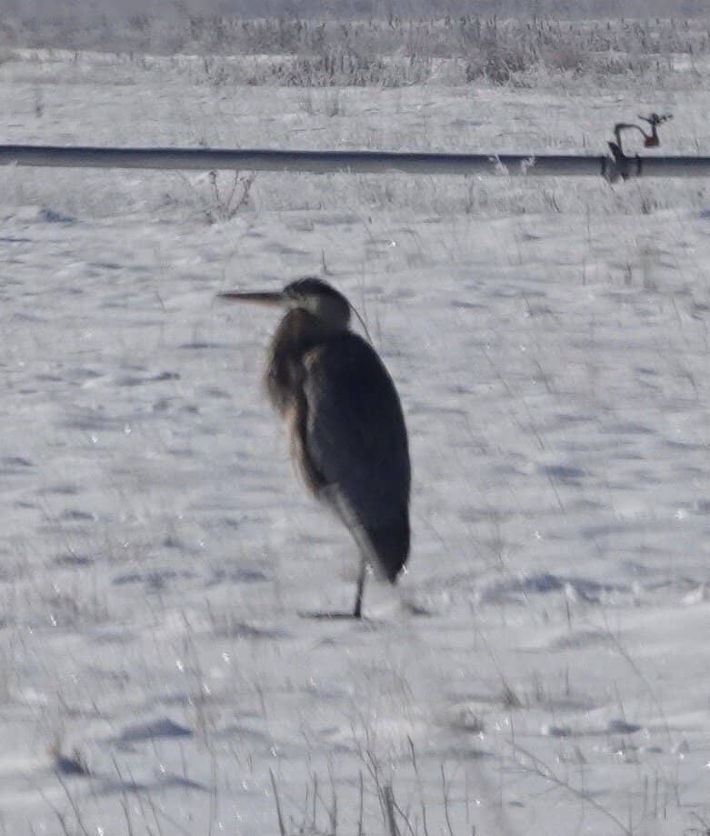 North Burnt Fork Creek Restoration
