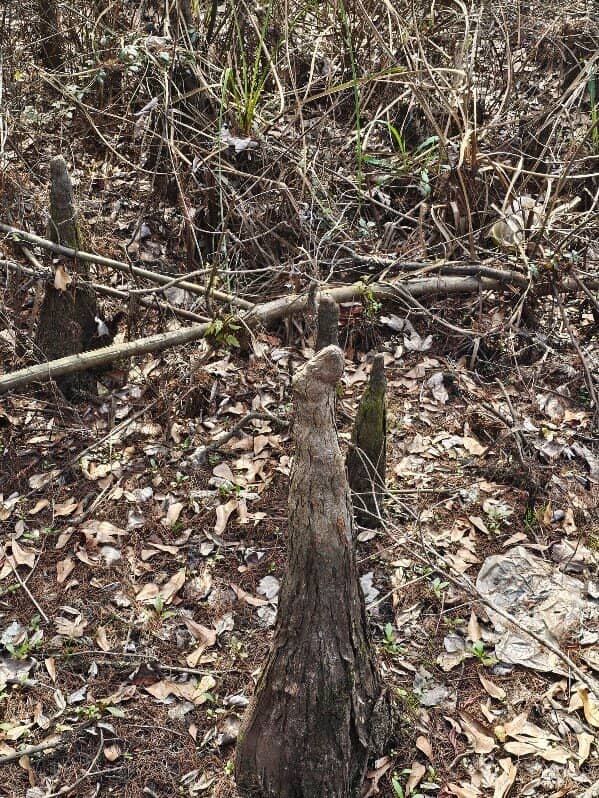 Cypress Stump Inlet