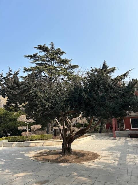 Vibrant Local Activities