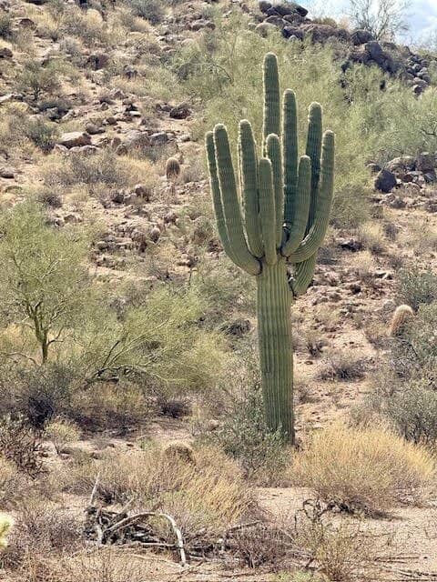 Mescal Trail