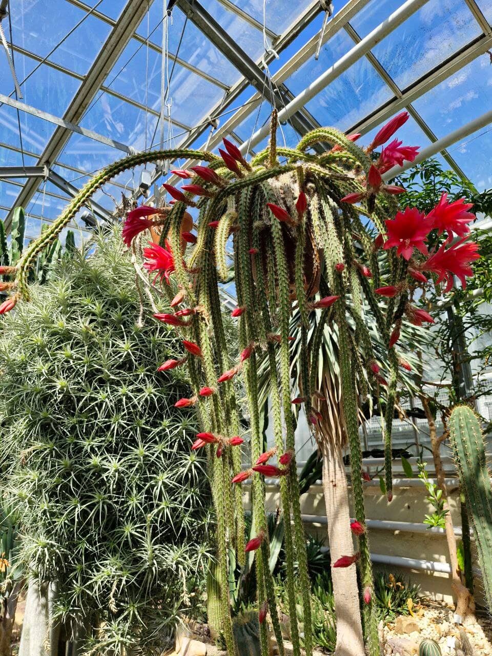 Tropical & Desert Houses