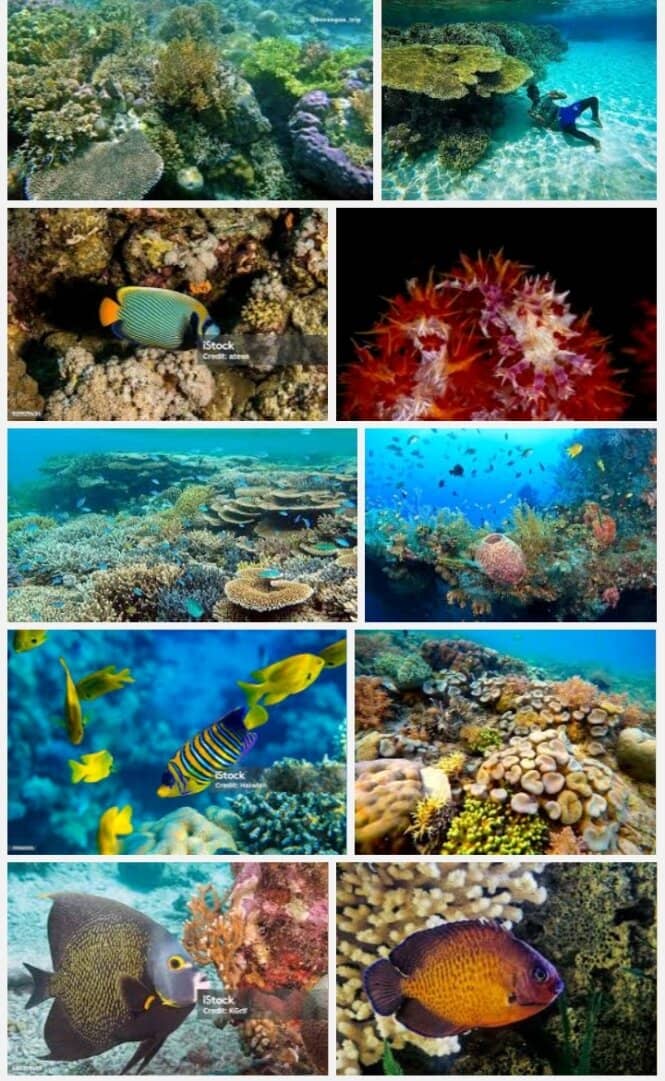 Cricket Team Jersey Launches