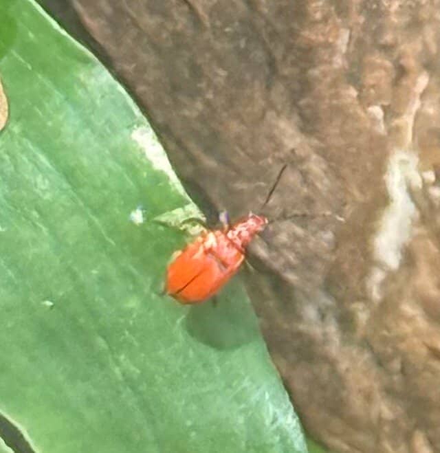 Scenic Mountain Views