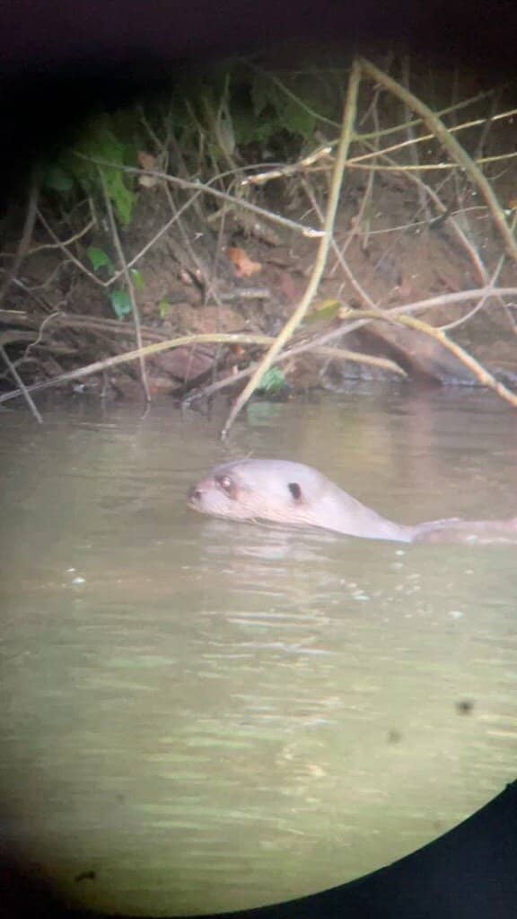 Amazon Rainforest Immersion