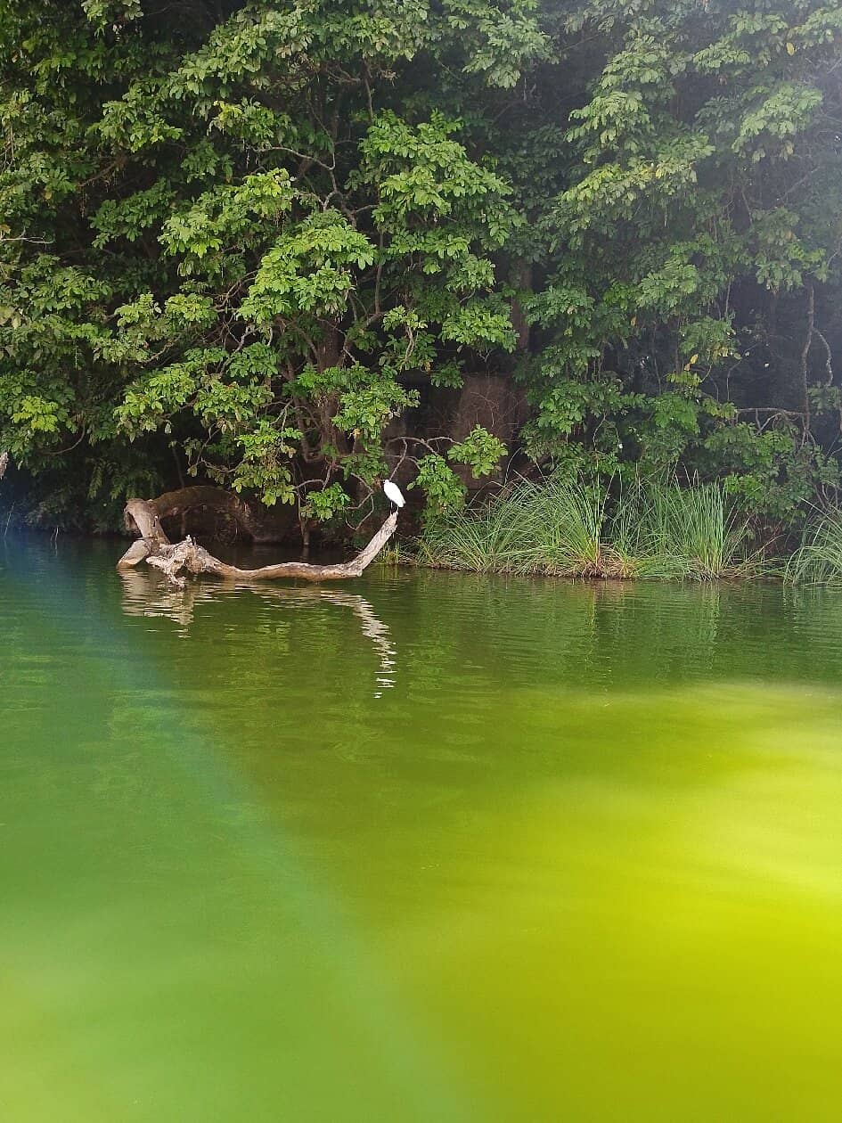 Bird Watching Opportunities