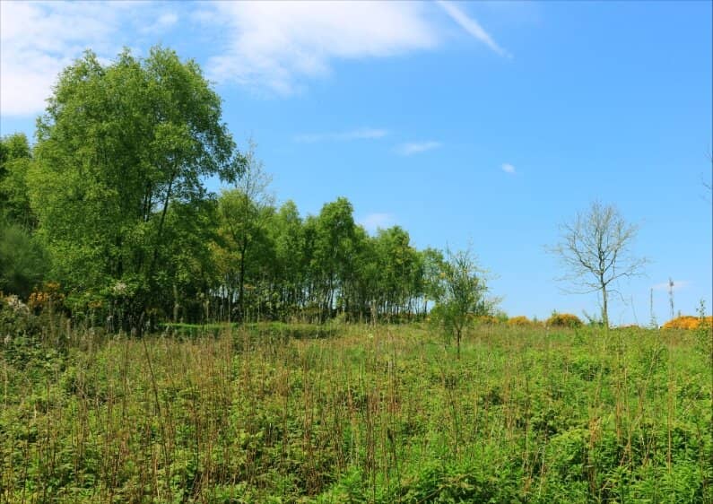 Woodland and Open Spaces