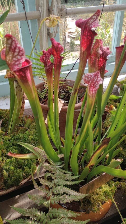 The Greenhouse Laboratory