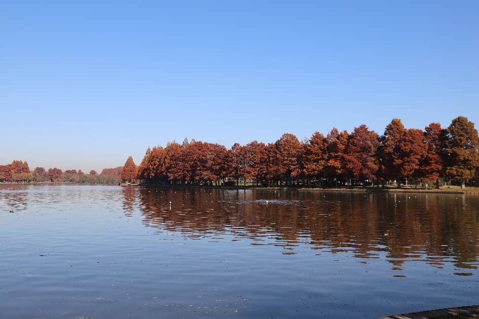 Autumn Foliage Spectacle