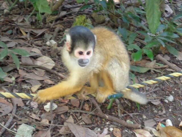 Squirrel Monkey Forest
