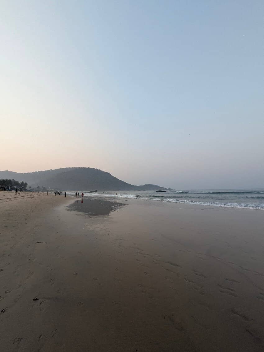 Olive Ridley Turtle Nesting