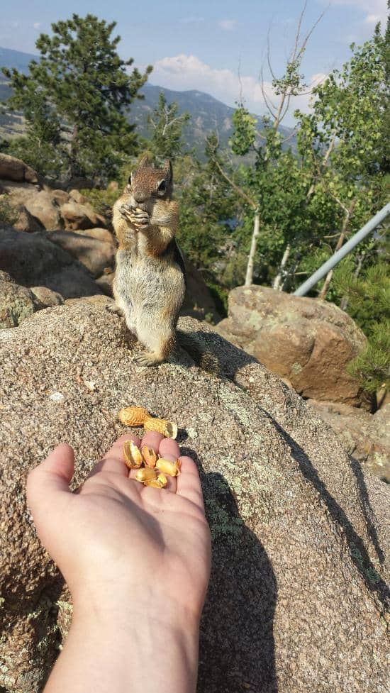 Chipmunk Encounters
