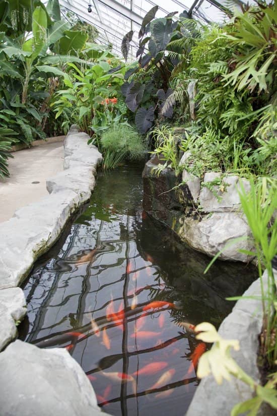 Koi Pond