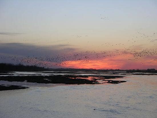 Guided Bird Blind Tours