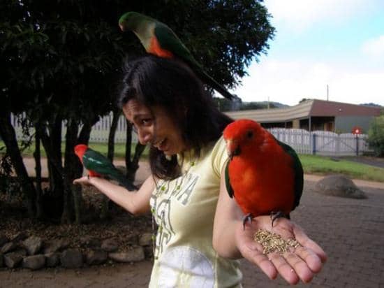 Bird Feeding Experience