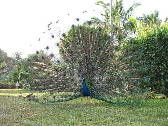 Enchanting Botanical Gardens
