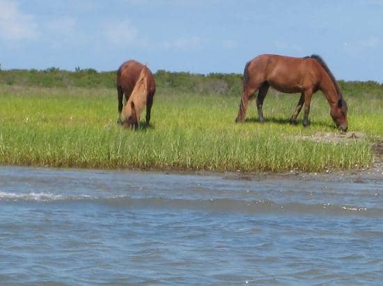 Wild Horses of Shackleford Banks
