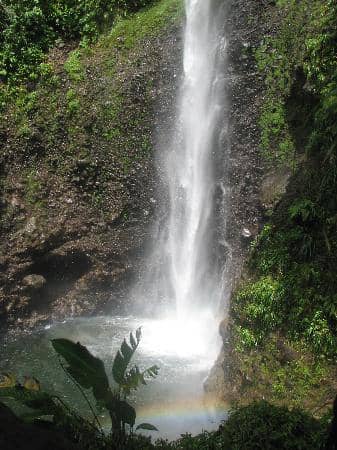 Rainforest Immersion