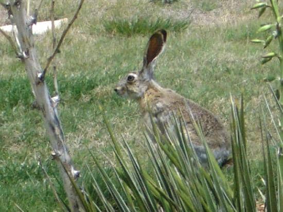 Historic Ranch Structures