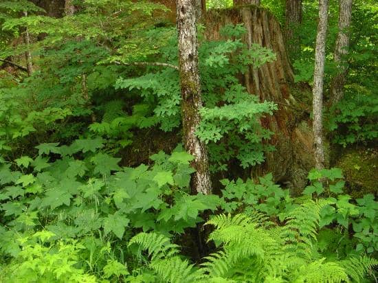 The Beautiful Church