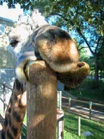 Baby Cheetah Triplets