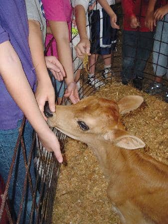 Working Dairy Farm Tours