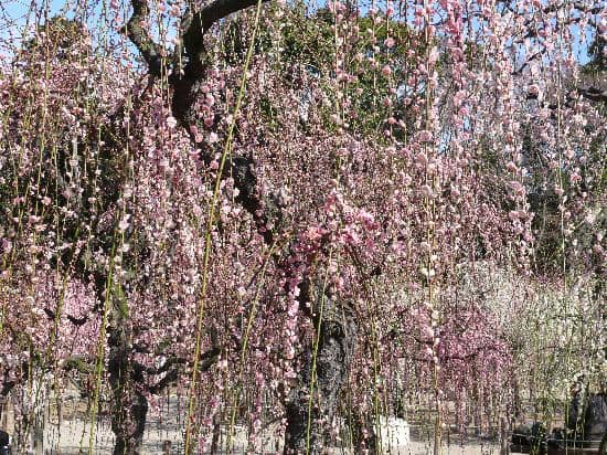Weeping Plum Trees