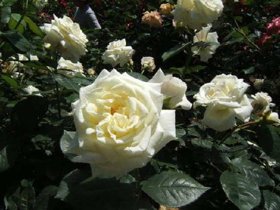 Scenic Rose-Lined Walkway